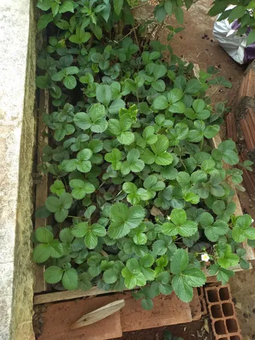 Mudas de morango