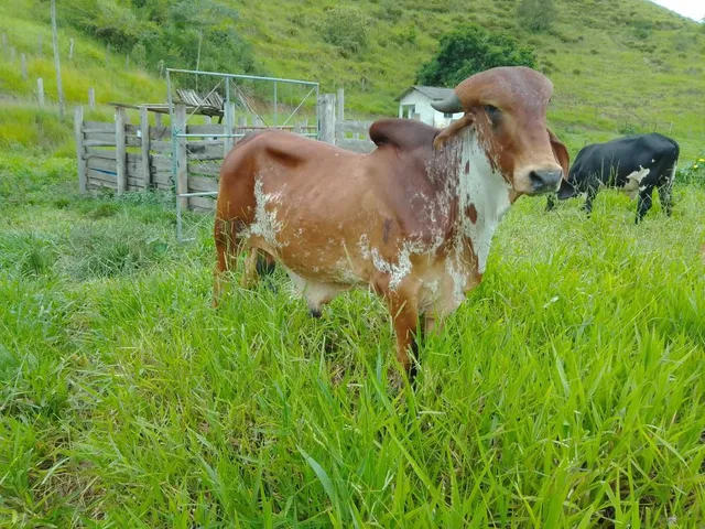 Touro Gir já servindo. Ótima Linhagem! Pai e Mãe Puros