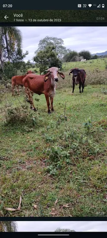Vendo duas novilha gil prenhas . Prenhas de toró gil