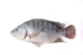 Tilápia 