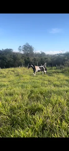 Mestiço argentino 