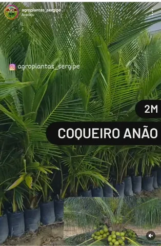 PLANTAS DE FRUTÍFERAS//FAZEMOS ENTREGA//FRETE GRÁTIS EM ROTA DE ENTREGA <br>