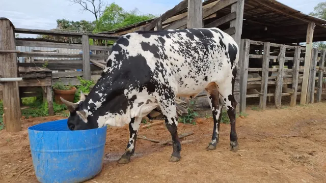 Novilha