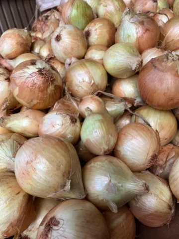 Cebola