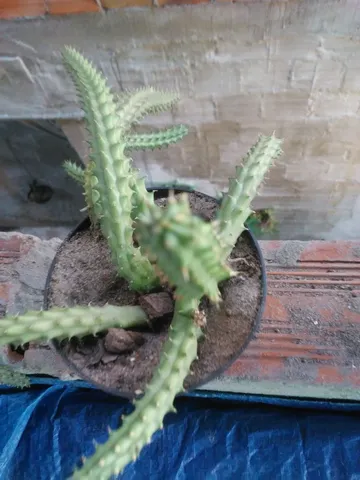 Mudas de plantas