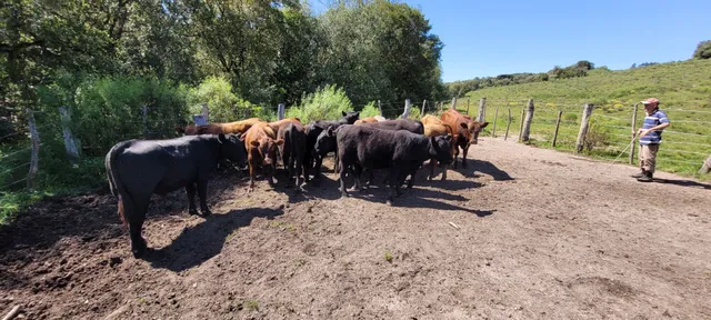 Lote 14 terneiros angus sobreano