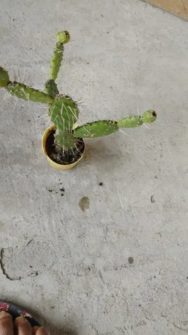Cactos a partir de 3,00