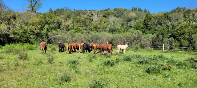Lote de bois Angus