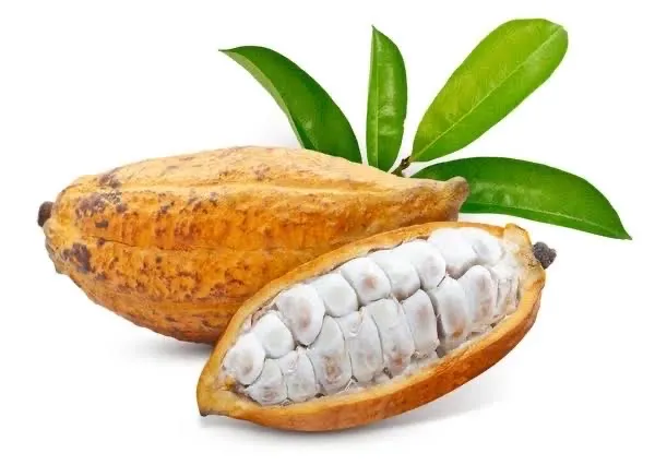 Cacau in natura para plantio - 2 Unidades