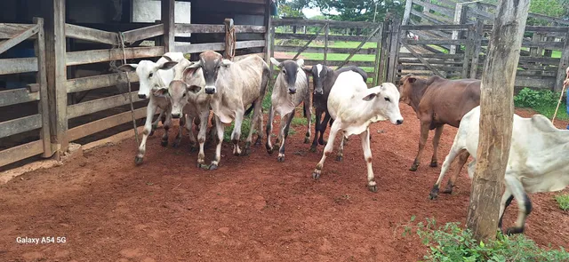 Vendo 9 bezerro de 10 a 12 mês 