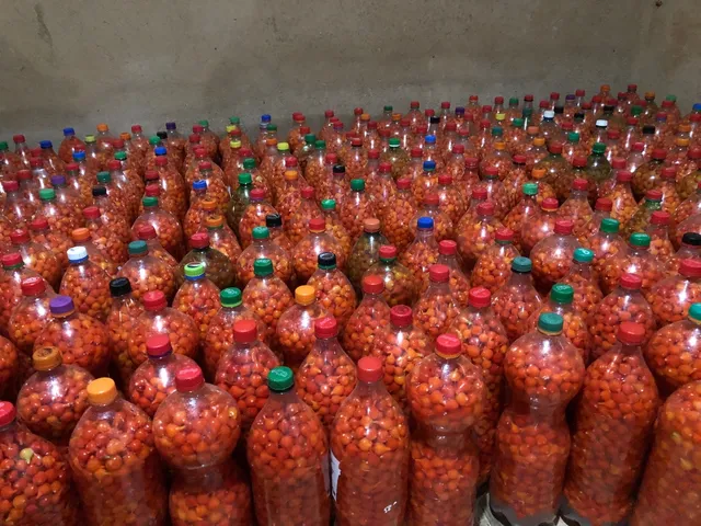 Pimenta biquinho direto do produtor 