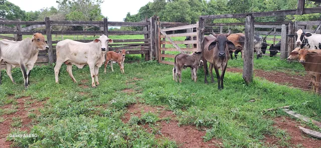 Vendo 3 vacas parida 1 bezerra femia 2 de bezerro 