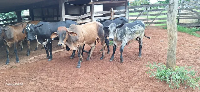 Vendo 8 garrote de 16 a 20 mês 