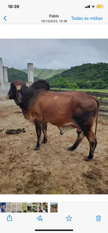 Venda Touro gir