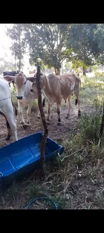 Vendo ou troco por algo do meu interesse