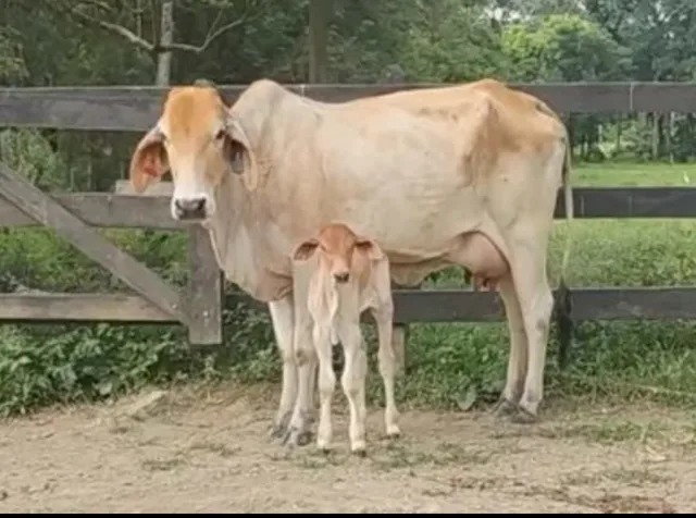 2 vacas novas 