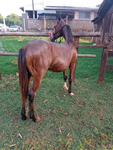 Potro 7/8 qm