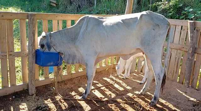 Vaca nelore com terneira 