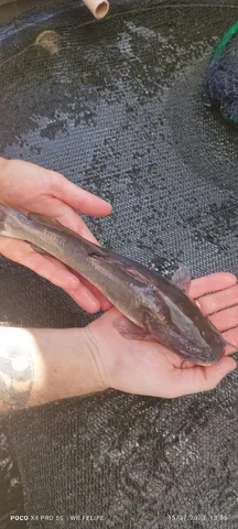 Peixes e Alevinos 