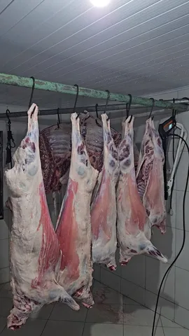 Carneiros, borrego, cabritos e bovinos