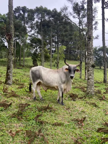 Touro guzera