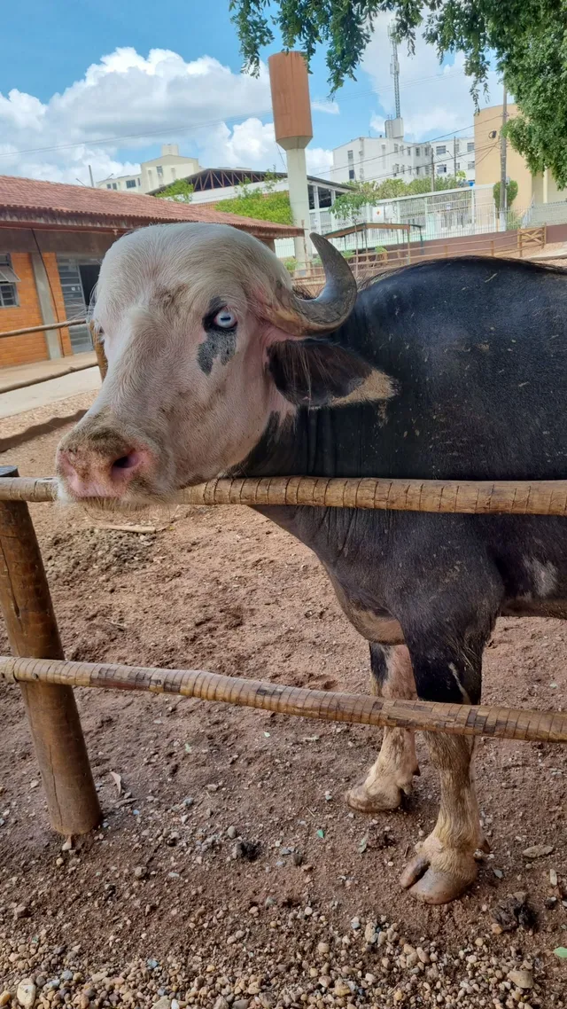 Búfala albina 