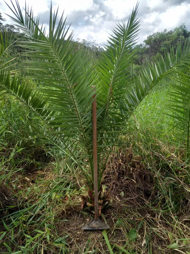 Vende-se Tamareira das Canárias.(Phoenix canariensis) **ULTIMA FOTO ILUSTRATIVA**