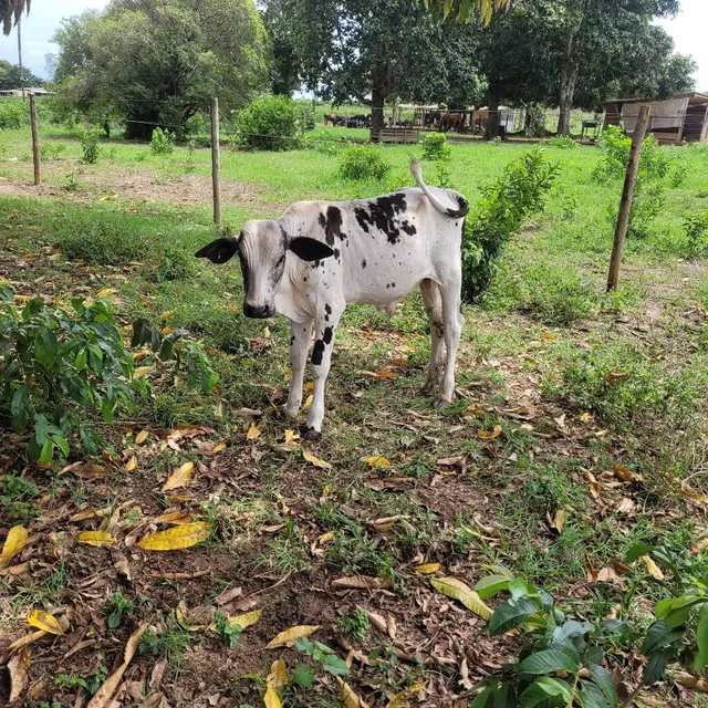 Vaca leiteira com garrote 