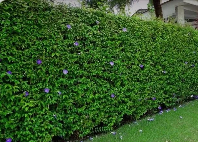 Mudas de Tumbergia arbustiva a partir de R$5,00