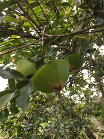 Cambuci - fruta congelada/kg