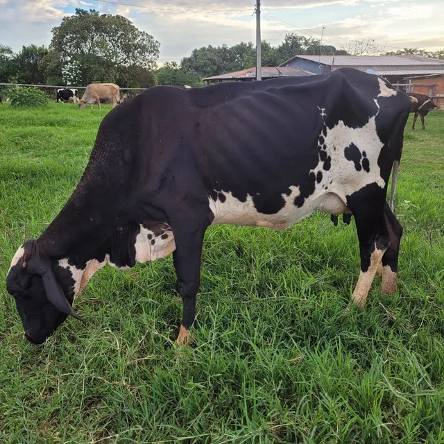 Vaca leiteira com bezerra 