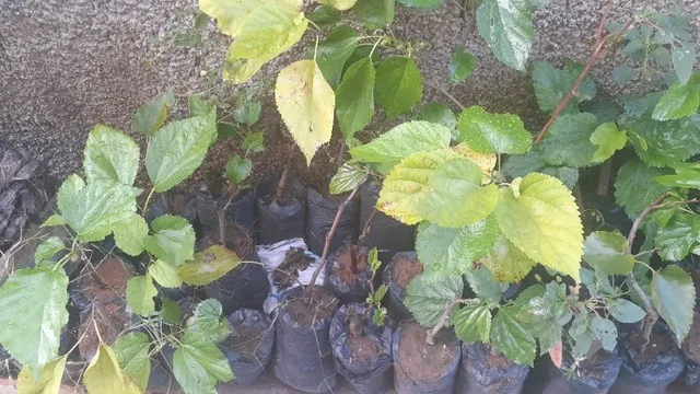 Mudas de amora gigante. Leia a descrição 