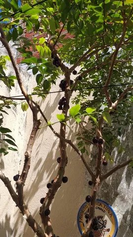 Planta Frutífera Jabuticabeira 