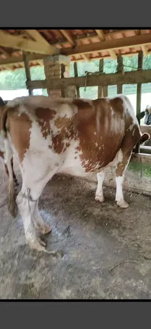 Vaca 1° cria 