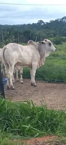 Vendo garrote já servindo 