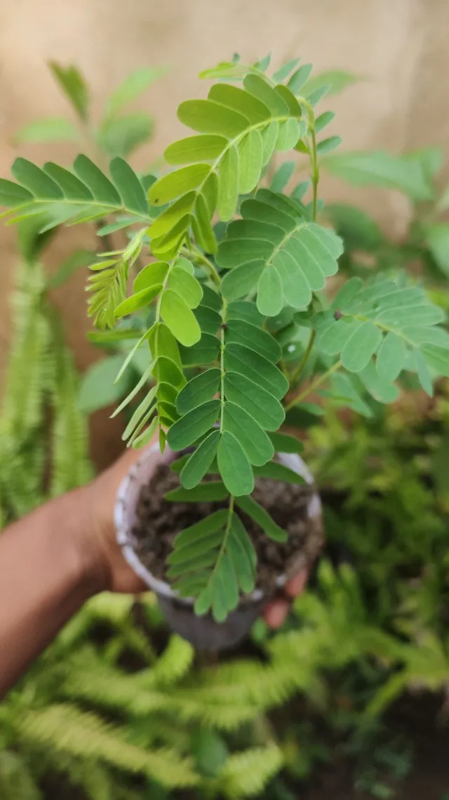Muda de Pé de Tamarindo