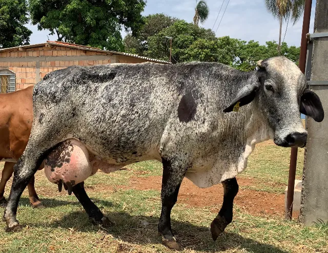 Vacas de leite 