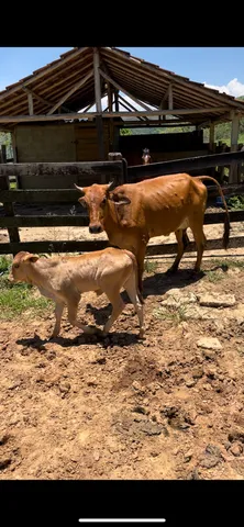Vaca parida de fêmea 