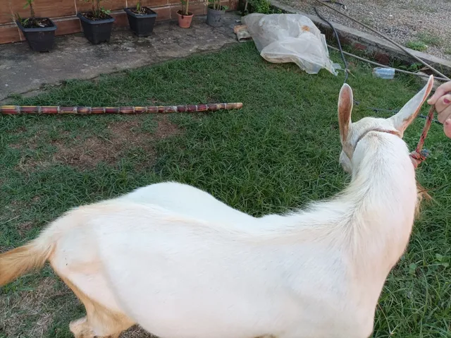 Vende-se Bode Saanen P.O