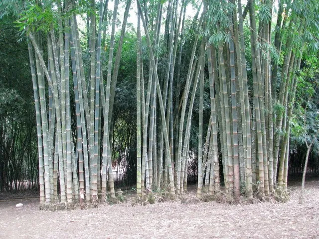 Bambu Gigante Asper