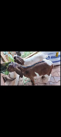 Cabritinho macho desmamado