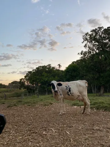 Vacas leiteiras 