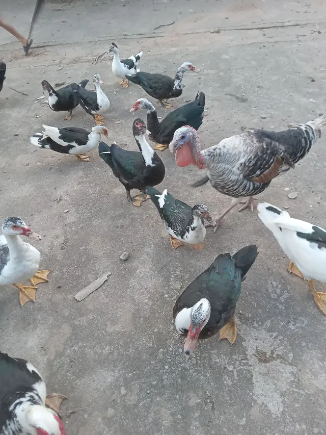 Patos canoa