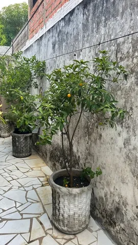 Planta frutífera Laranja Kinkan