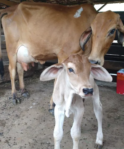 Novilhas gir, mansas no cabresto, inseminadas. Primeira cria