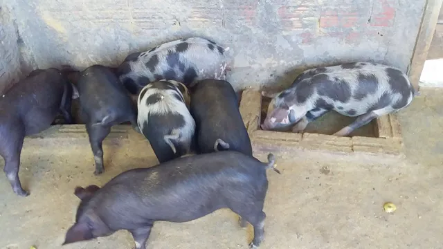Leitão