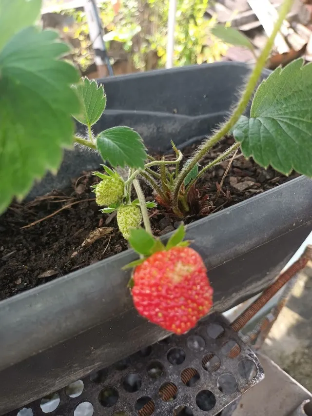 Pe de morango ? e mudas de morango ? impecável 