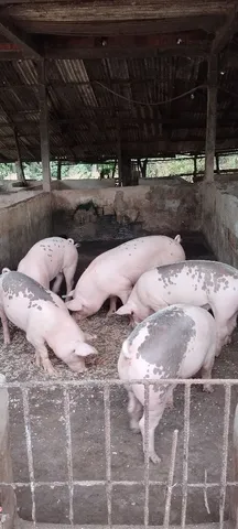 PORCOS PRA VENDER Á 10 REAIS O KILO