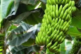 Mudas de banana caturra