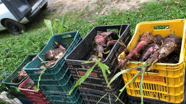 Muda de banana caturra
